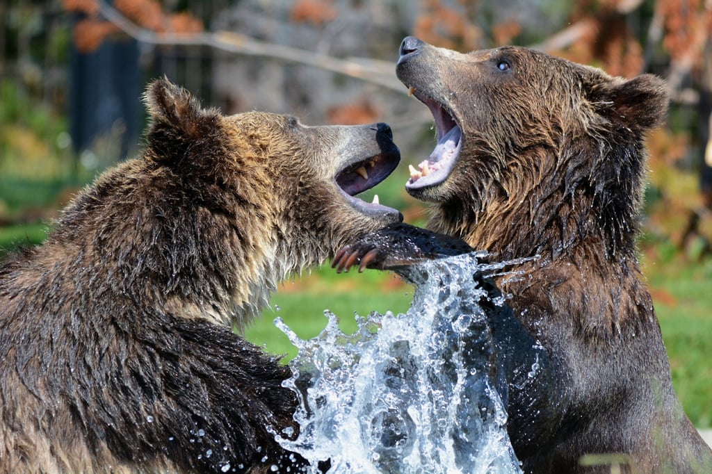 Tesla Government Bears Fighting.jpg Tesla Government Bears Fighting.jpg